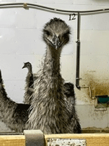 Centre de l'Émeu de Charlevoix Centre de l'Émeu de Charlevoix